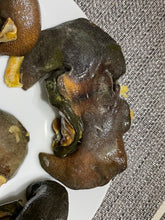 Load image into Gallery viewer, Frozen Fresh Snail
